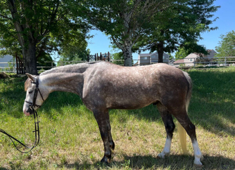 "" Dappled gray Gelding Welsh Pony