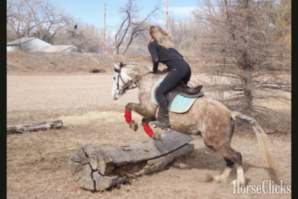 Welsh Pony - "" Dappled gray Gelding Welsh Pony