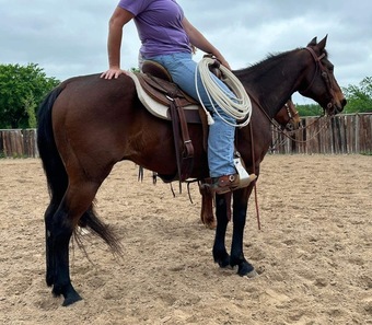 "Henry" Bay Gelding Quarter Horse
