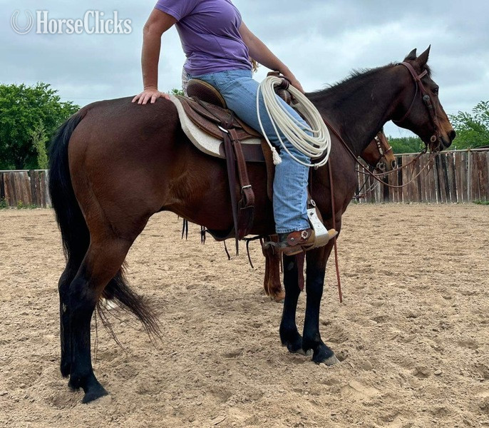 "Henry" Bay Gelding Quarter Horse in Texas