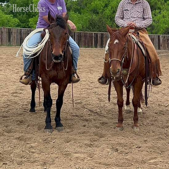 "Henry" Bay Gelding Quarter Horse