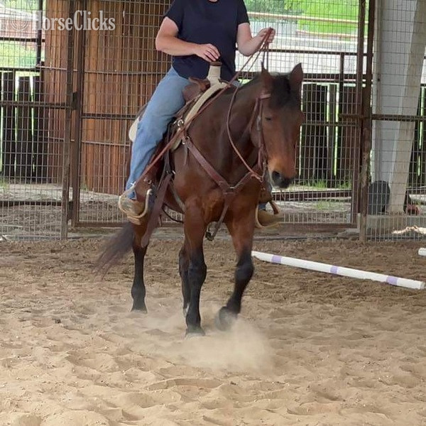 Texas "Henry" Bay Gelding Quarter Horse
