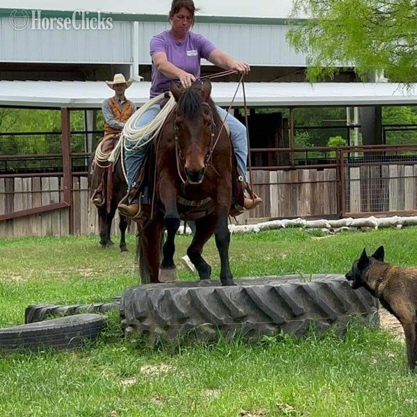 "Henry" Bay Gelding Quarter Horse - Quarter Horse in Texas