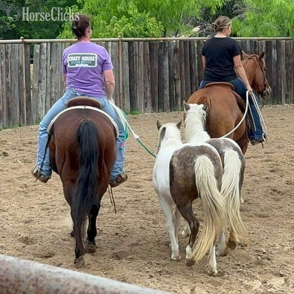 "Henry" Bay Gelding Quarter Horse - Quarter Horse