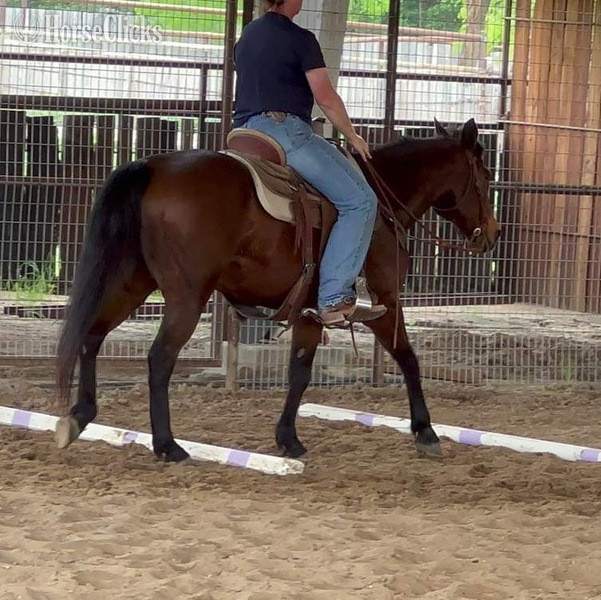 "Henry" Bay Gelding Quarter Horse Texas