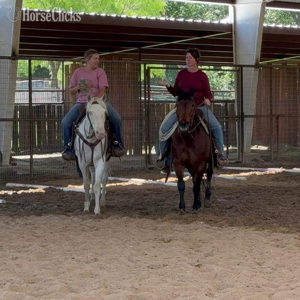 Quarter Horse - "Henry" Bay Gelding Quarter Horse in Texas