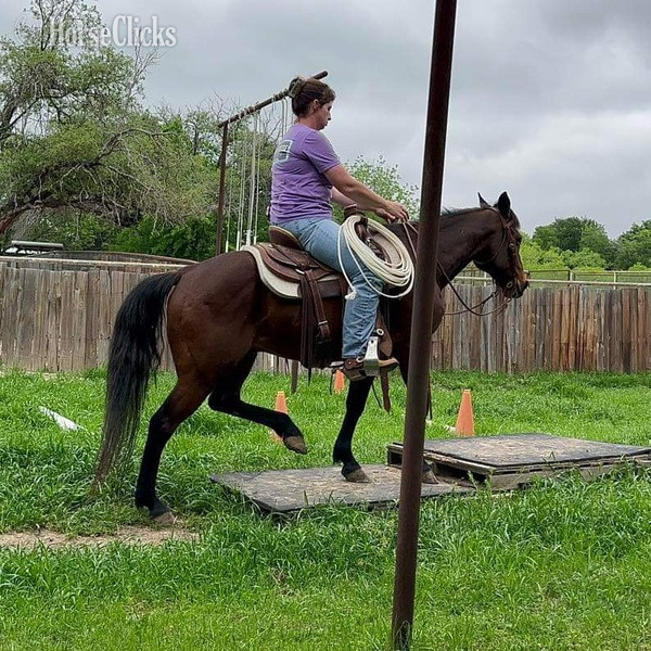 Quarter Horse - "Henry" Bay Gelding Quarter Horse