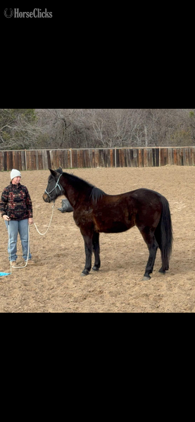 Texas "Ruby" Brown Mare Quarter Horse