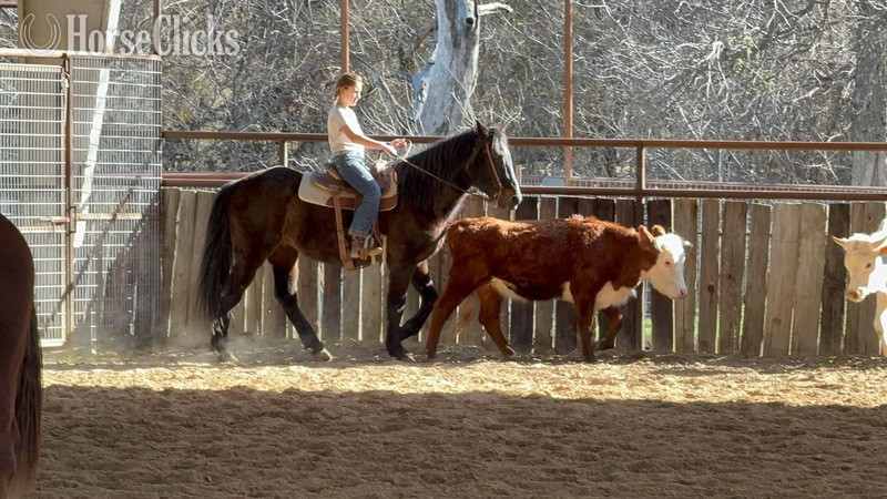 "Ruby" Brown Mare Quarter Horse - Quarter Horse