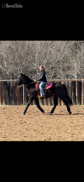 Quarter Horse - "Ruby" Brown Mare Quarter Horse in Texas
