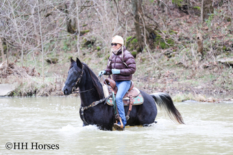 "NIGHTFALL" Black Gelding Spotted Saddle