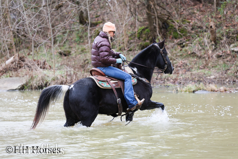"NIGHTFALL" Black Gelding Spotted Saddle