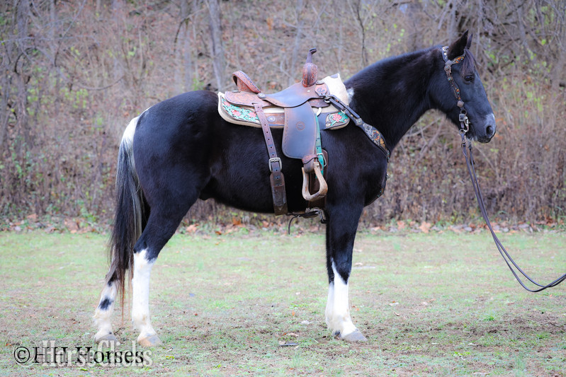 Kentucky "NIGHTFALL" Black Gelding Spotted Saddle