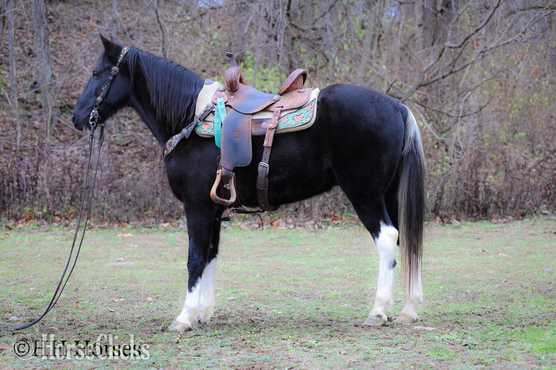 "NIGHTFALL" Black Gelding Spotted Saddle - Spotted Saddle in Kentucky