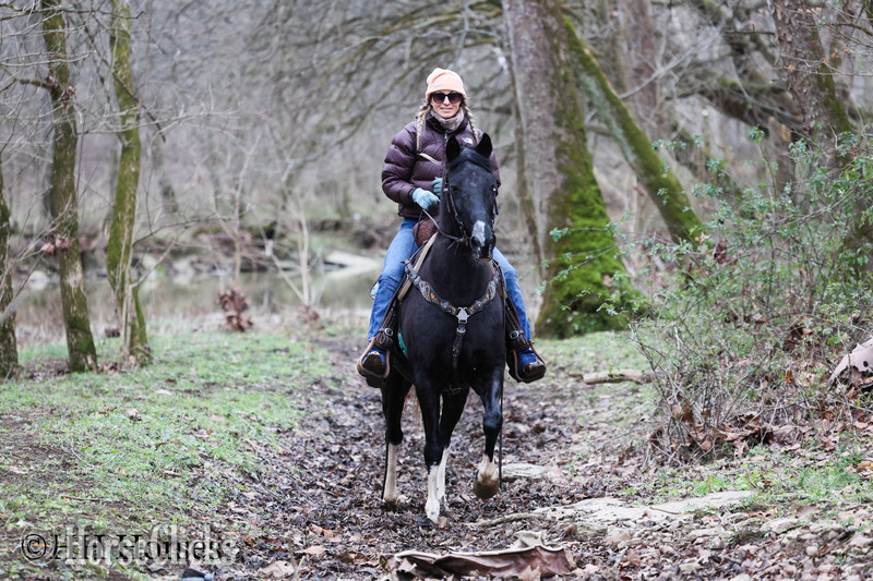 "NIGHTFALL" Black Gelding Spotted Saddle - Spotted Saddle