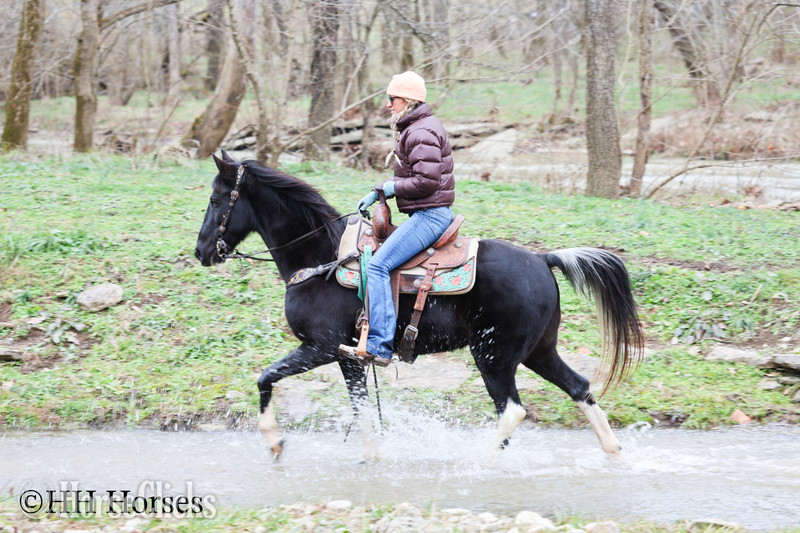"NIGHTFALL" Black Gelding Spotted Saddle Kentucky