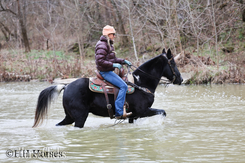 Spotted Saddle - "NIGHTFALL" Black Gelding Spotted Saddle in Kentucky