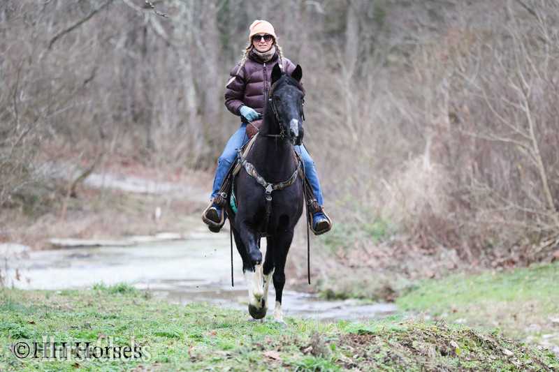 Spotted Saddle - "NIGHTFALL" Black Gelding Spotted Saddle