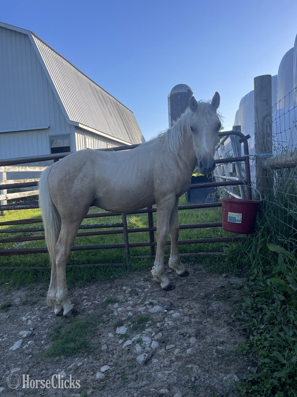 "Strider " Palomino Colt Curly