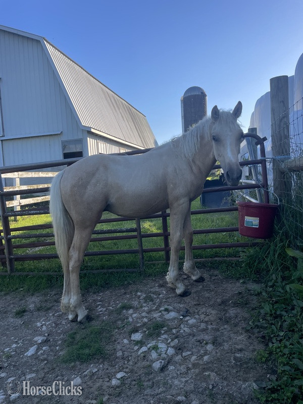 Kentucky "Strider " Palomino Colt Curly