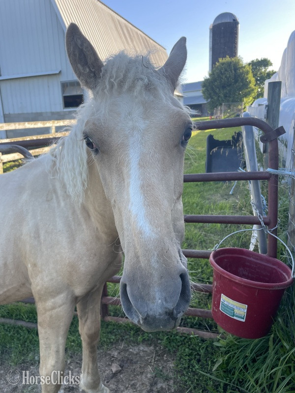 "Strider " Palomino Colt Curly - Curly in Kentucky