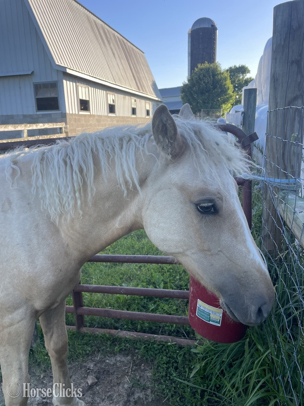 "Strider " Palomino Colt Curly - Curly