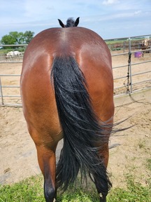 "Realynns Cinco Blue" Bay Filly Quarter Horse