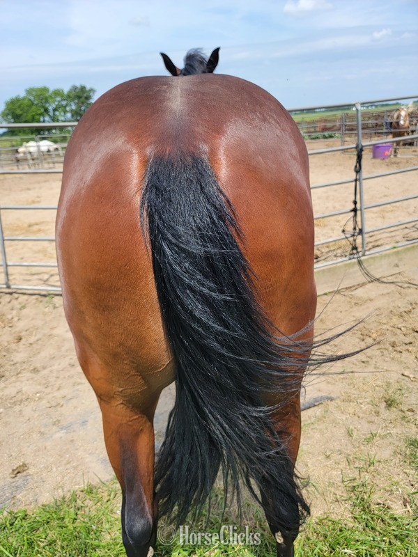 "Realynns Cinco Blue" Bay Filly Quarter Horse
