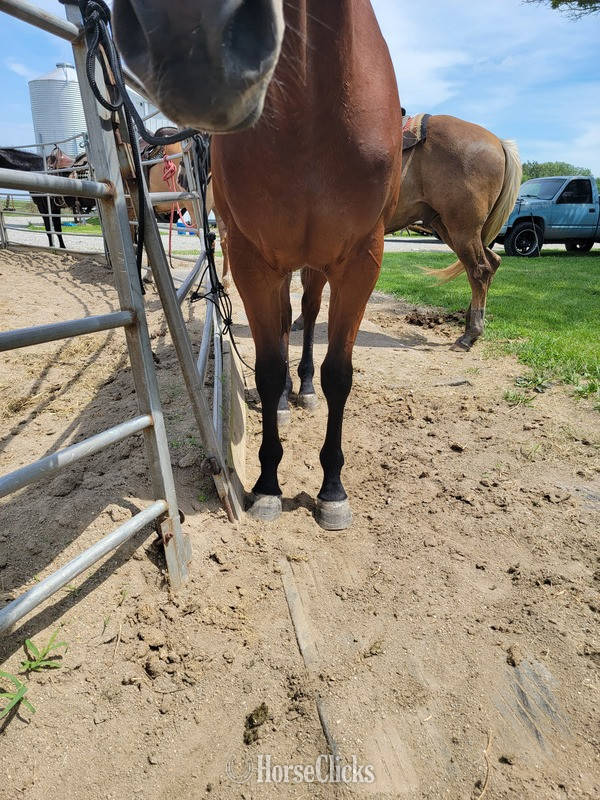 Illinois "Realynns Cinco Blue" Bay Filly Quarter Horse