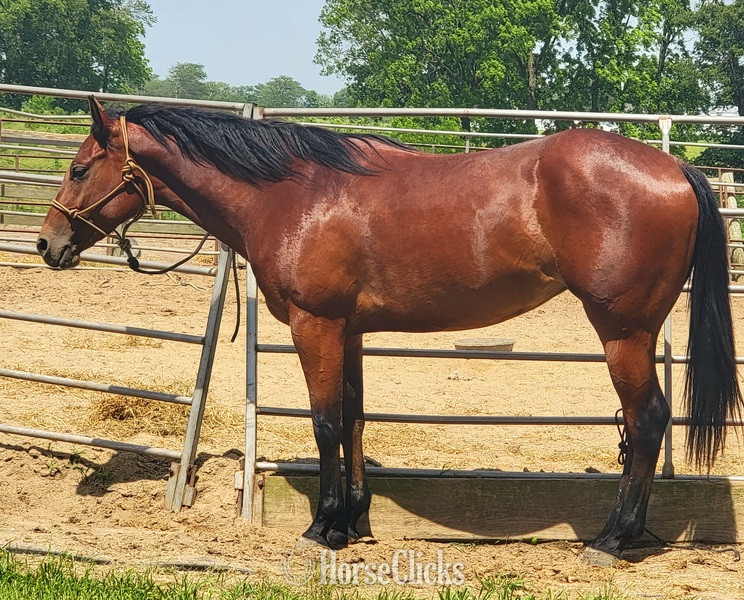 "Realynns Cinco Blue" Bay Filly Quarter Horse - Quarter Horse in Illinois