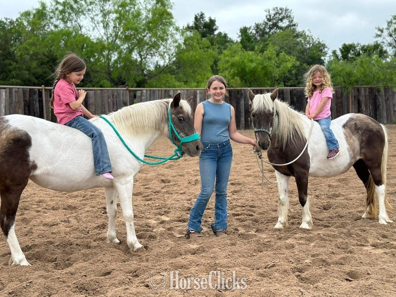"Millie and May" Chocolate Mare Pony in Texas