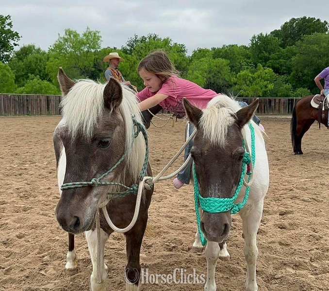 "Millie and May" Chocolate Mare Pony