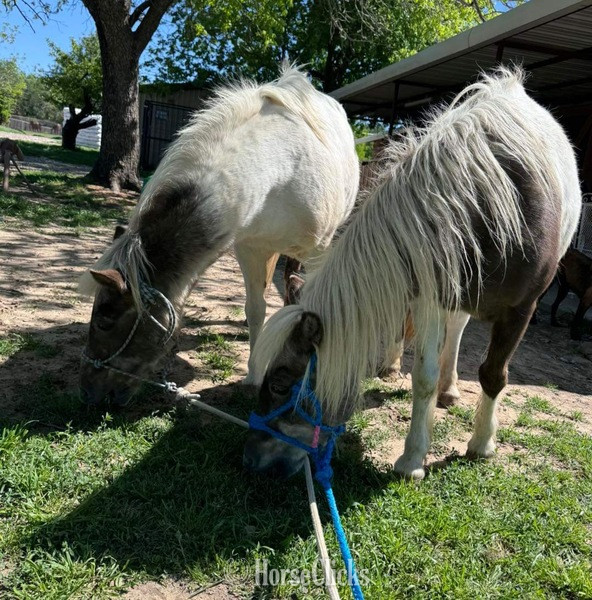Texas "Millie and May" Chocolate Mare Pony