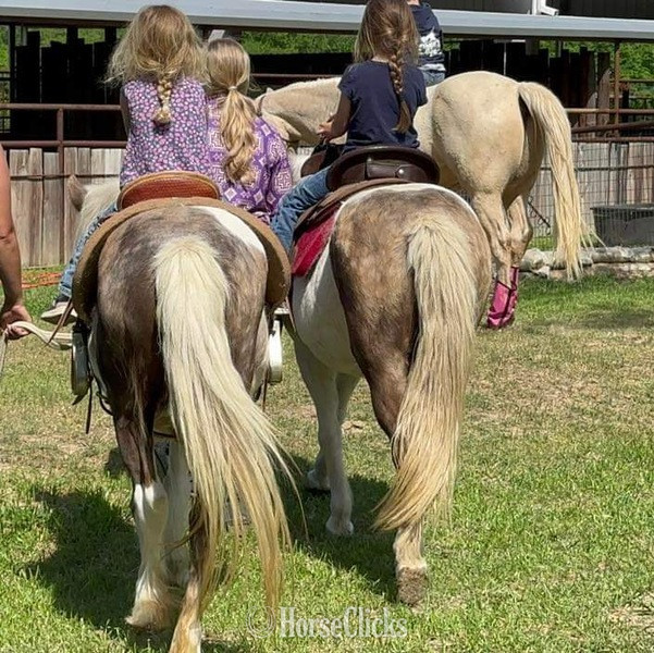 Pony - "Millie and May" Chocolate Mare Pony in Texas