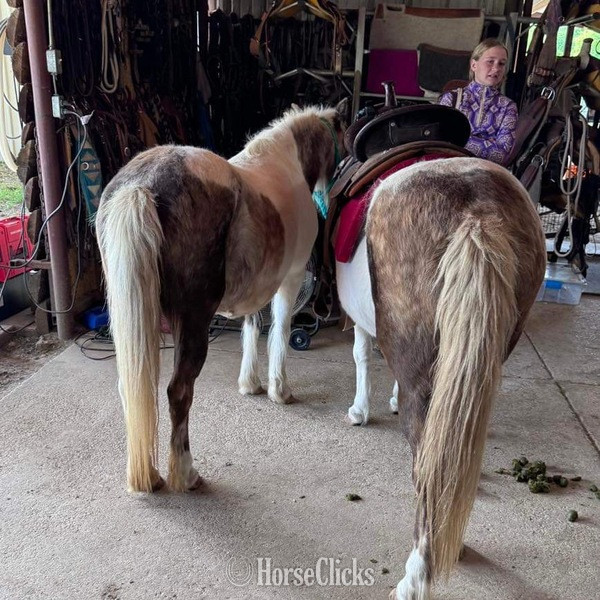 Pony - "Millie and May" Chocolate Mare Pony