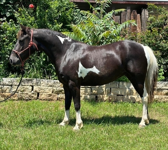 "Trixie" Black Mare Pony