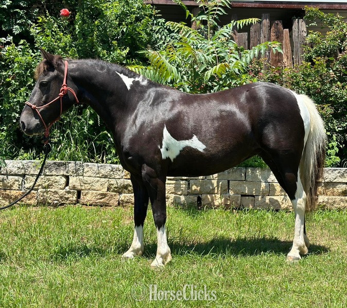 "Trixie" Black Mare Pony in Texas