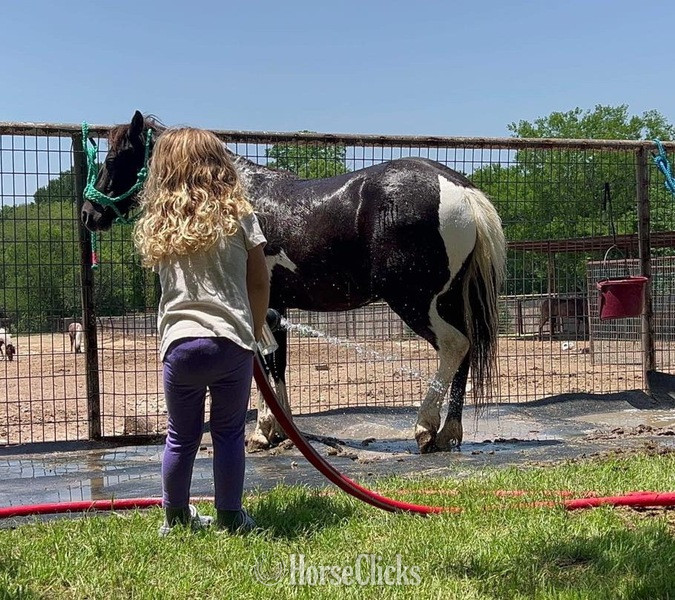 "Trixie" Black Mare Pony
