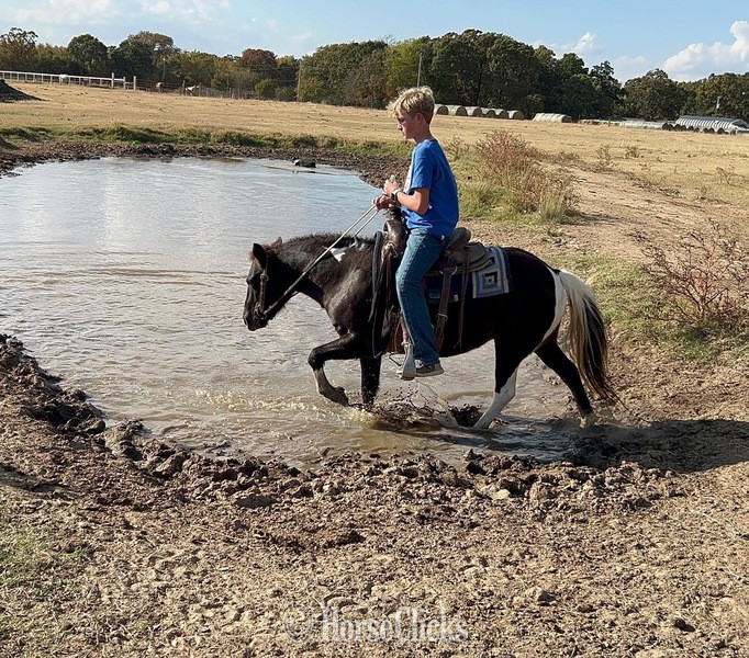 "Trixie" Black Mare Pony - Pony in Texas