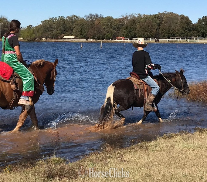 "Trixie" Black Mare Pony Texas