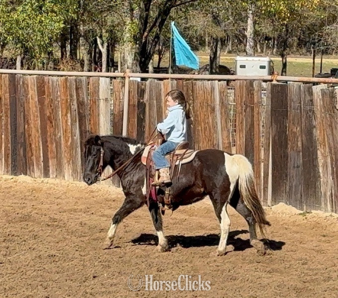 Pony - "Trixie" Black Mare Pony in Texas