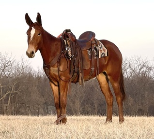 Mules for sale | HorseClicks