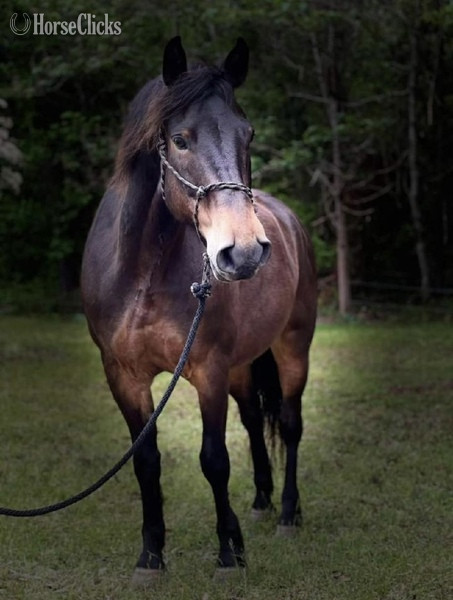 "Danny" Bay Gelding Draft in Georgia