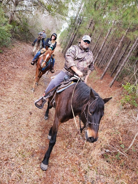 "Danny" Bay Gelding Draft