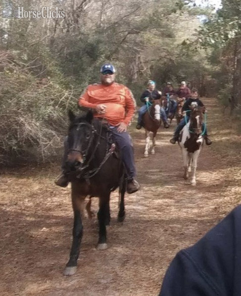 Georgia "Danny" Bay Gelding Draft