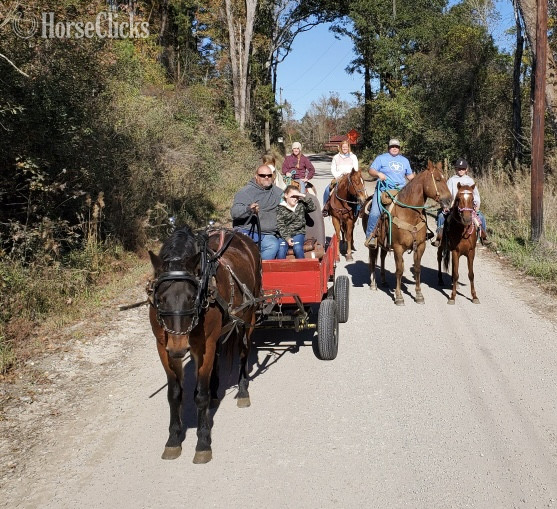 "Danny" Bay Gelding Draft - Draft in Georgia