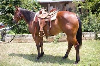 "Laredo" Bay Gelding Quarter Horse