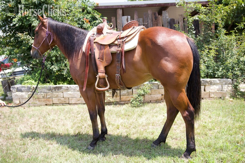 "Laredo" Bay Gelding Quarter Horse in Texas