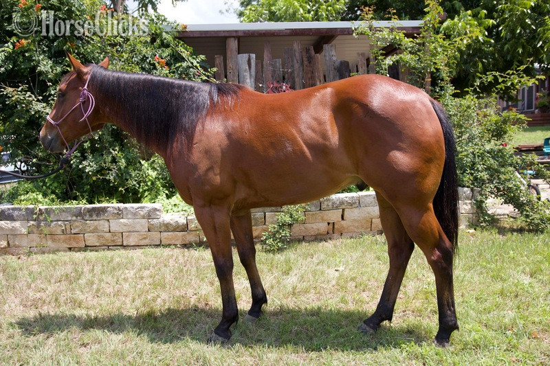 "Laredo" Bay Gelding Quarter Horse
