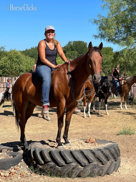 Texas "Laredo" Bay Gelding Quarter Horse